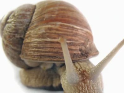 用盐撒蜗牛痛苦吗