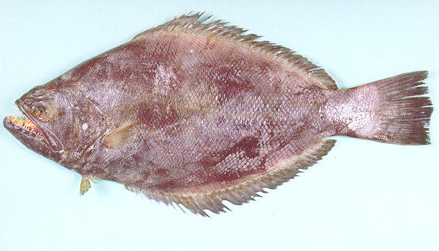什么鱼被称为“皇帝鱼”