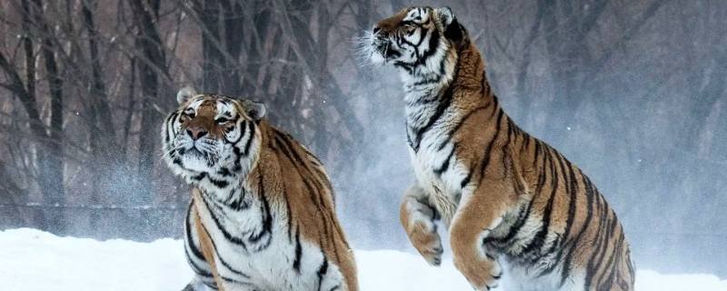 欲擒故纵代表什么生肖