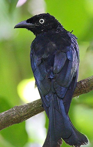 白眼河燕的亚种分化