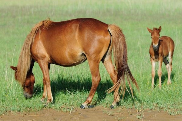 败子回头金不换指正确生肖