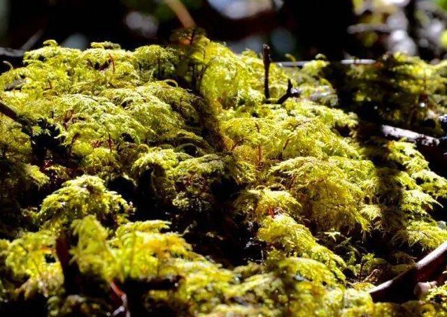 什么是泥炭藓？