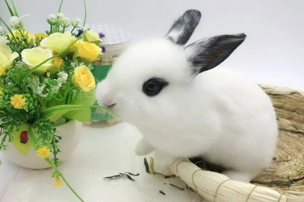十大最漂亮的兔子品种