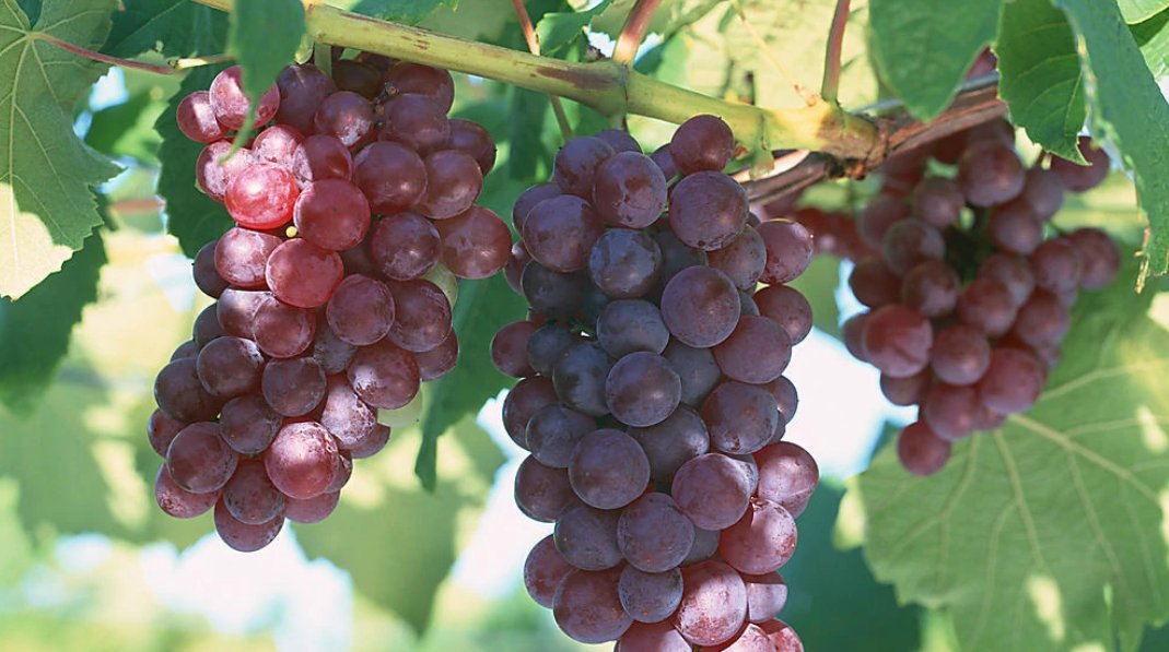 意大利复古葡萄成熟期是什么?