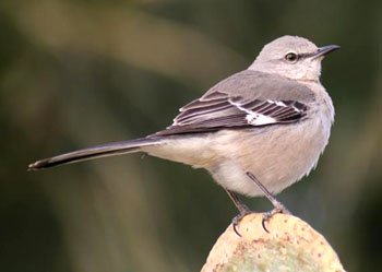 嘲笑鸟学名是什么？