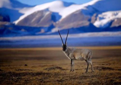 藏羚羊来自于西藏，究竟为什么又被称为长角羊？