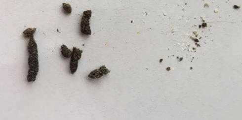 蝙蝠屎长什么样子？
