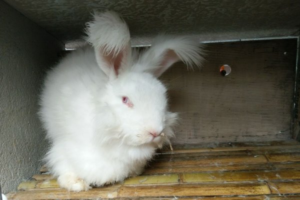 十大最漂亮的兔子品种