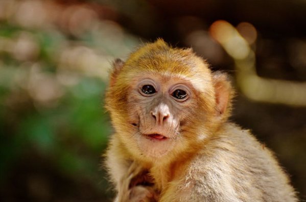 挑针打眼是什么动物