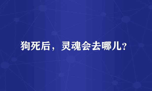 狗死后，灵魂会去哪儿？