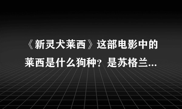 《新灵犬莱西》这部电影中的莱西是什么狗种？是苏格兰牧羊犬么？