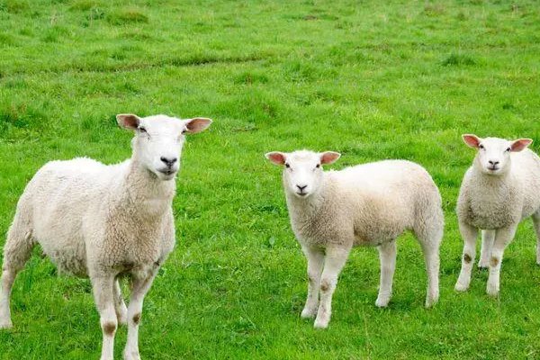 亳言空话是什么生肖