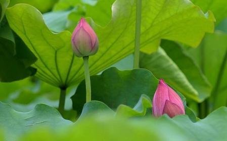 请你说说荷花在中国传统文化中有哪些象征意义