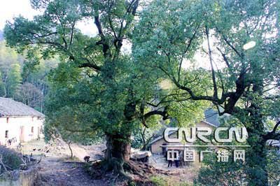 古树村的古树村