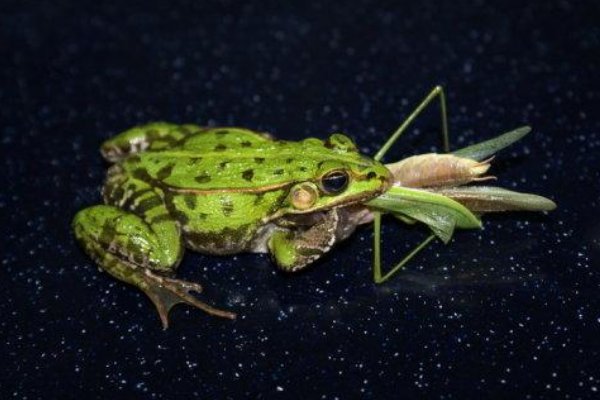 螳螂的天敌是？