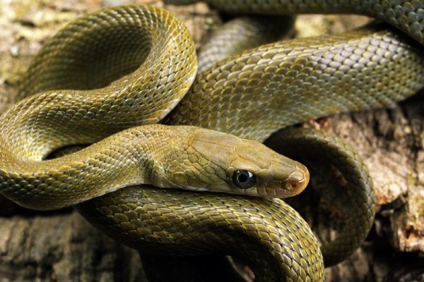 有一手儿指什么动物