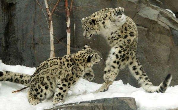 青海雪豹“闯祸”咬死咬伤39只羊4头牛，给村民造成的损失该谁承担？