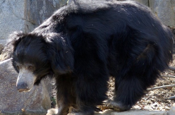 熊的天敌是什么呢?