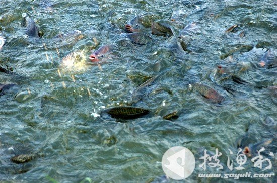 中国水产养殖网的搜渔利