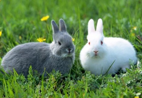 牛死日也落——祸不单行打一生肖？