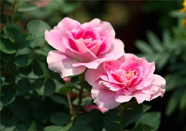 希腊神话 玫瑰花 由来