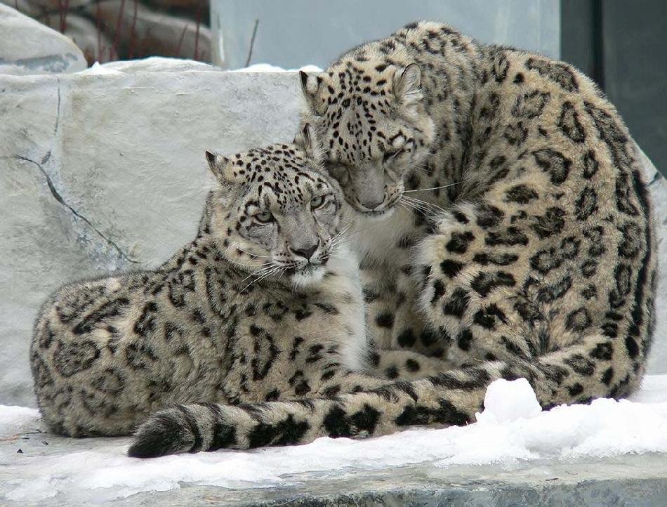 青海雪豹“闯祸”咬死咬伤39只羊4头牛，给村民造成的损失该谁承担？