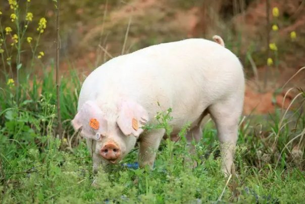 绝处逢生打一准确生肖