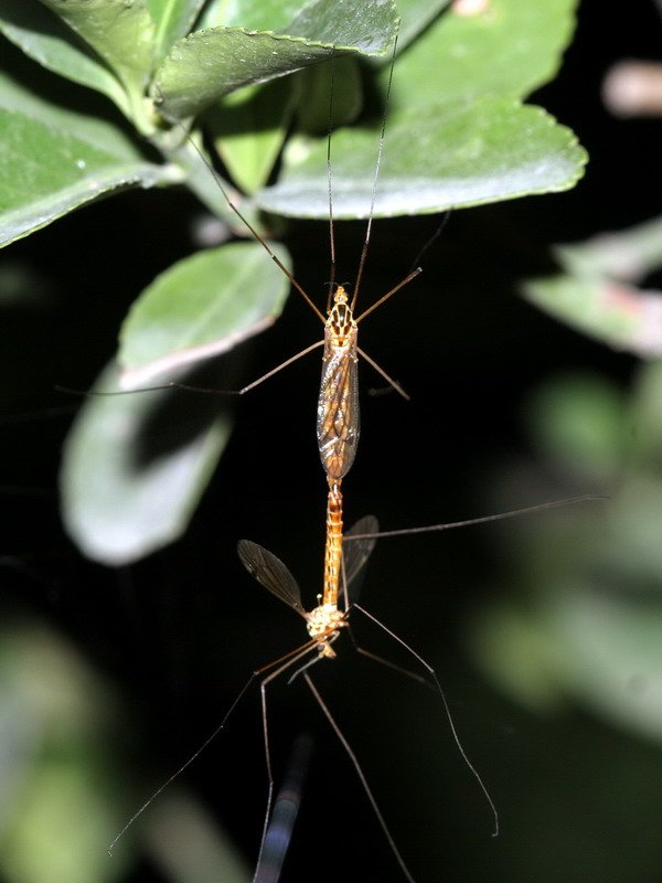 这是什么生物，要学名