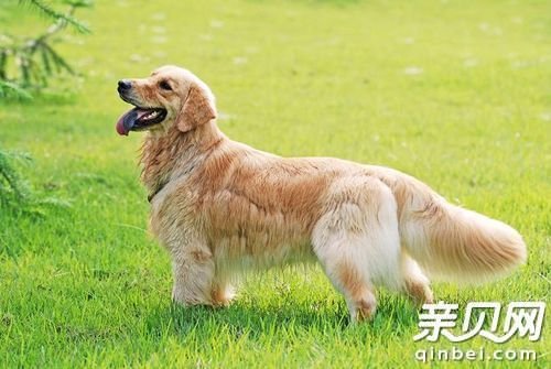 守灵狗的基本信息