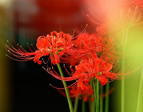 青蛇的诱惑电视剧里两叶生生永不见是什么诗