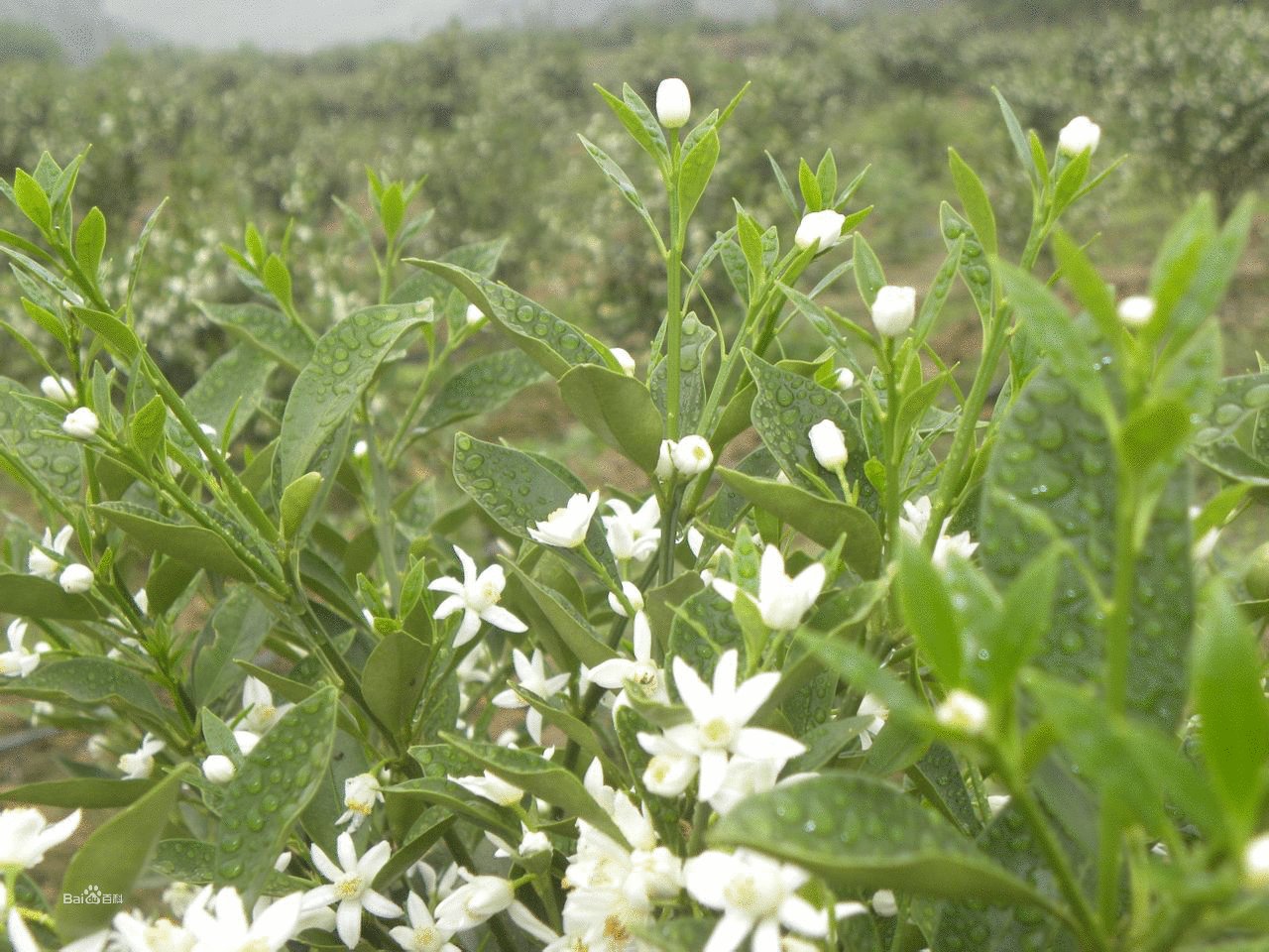 金桔花的剧情介绍