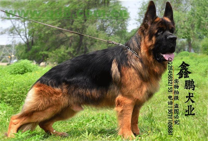 中国锤系德国牧羊犬俱乐部的网站优势