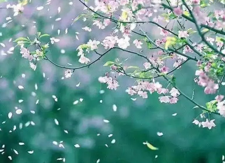 静看花开花落的唯美句子