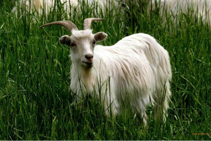 知书明理是指什么生肖和动物