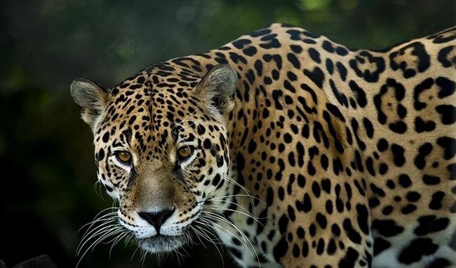 瞒豹事件后,杭州动物园繁育场增设2道闸门,此举是否有效果?