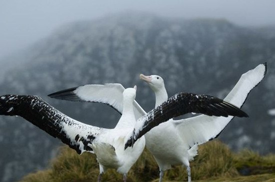 笨鸟是什么动物