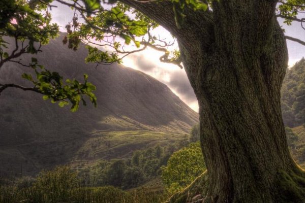 用大树、又粗又壮、就像～造句