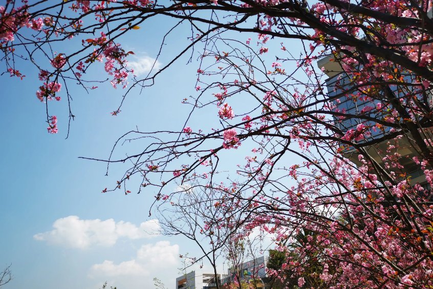 一枝红杏出墙来的含义是什么？