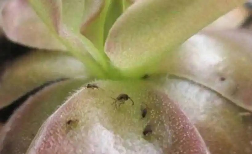 花盆里有小飞虫怎么去除小妙招