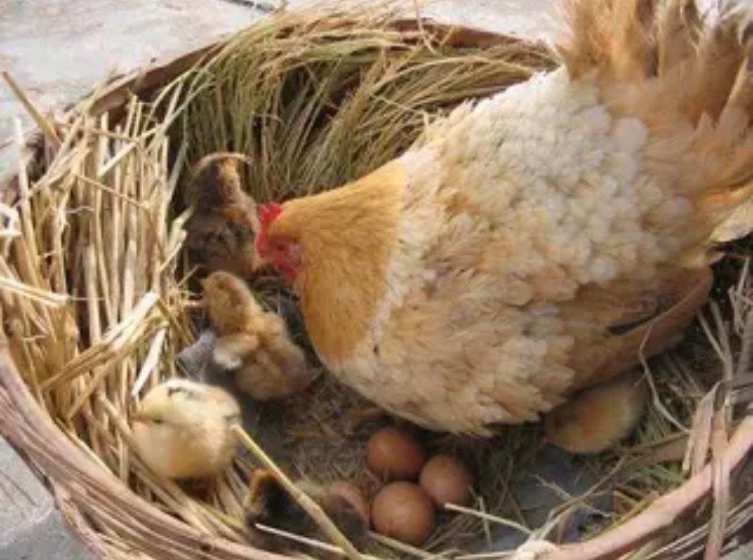 啐啄同时是什么意思