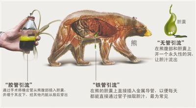 熊胆有什么作用？