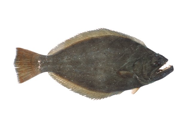 什么鱼被称为“皇帝鱼”