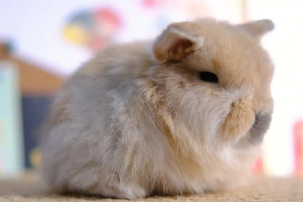 十大最漂亮的兔子品种