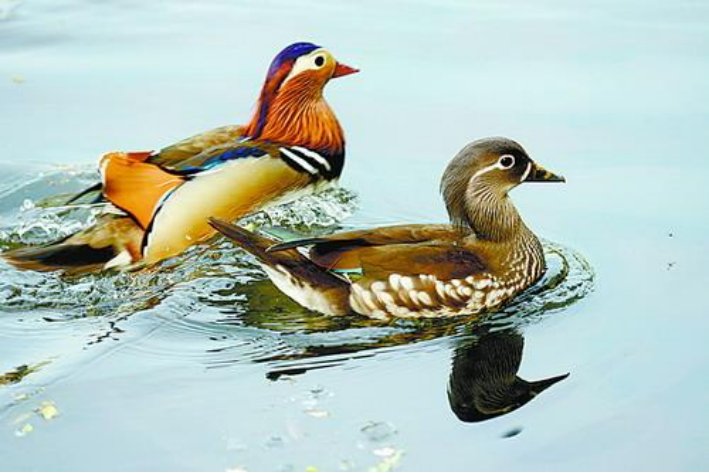 鸳鸯戏水打一动物生肖