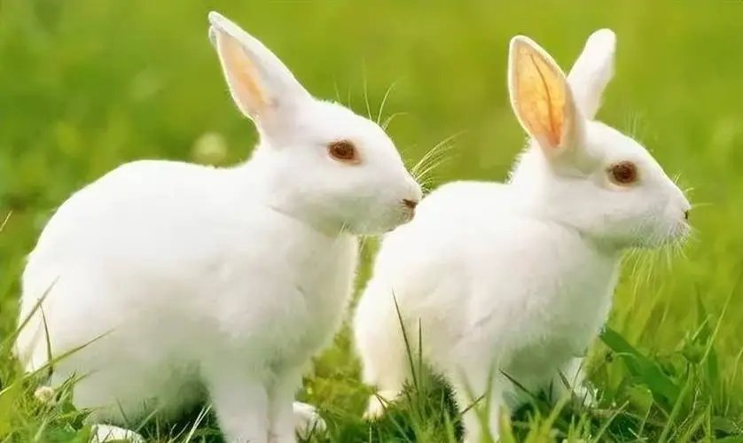 葵卯兔年怎么念