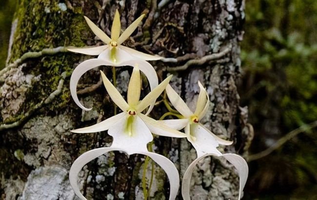 已经灭绝的花有哪些？