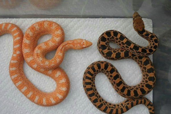 有一手儿指什么动物