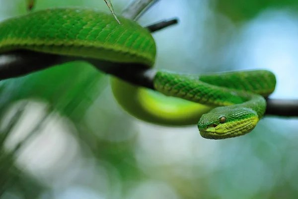 阴风阵阵的生肖是什么