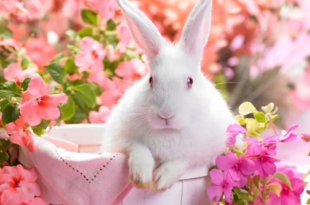 一衣带水是什么生肖