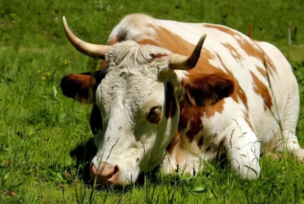 举国上下是什么动物